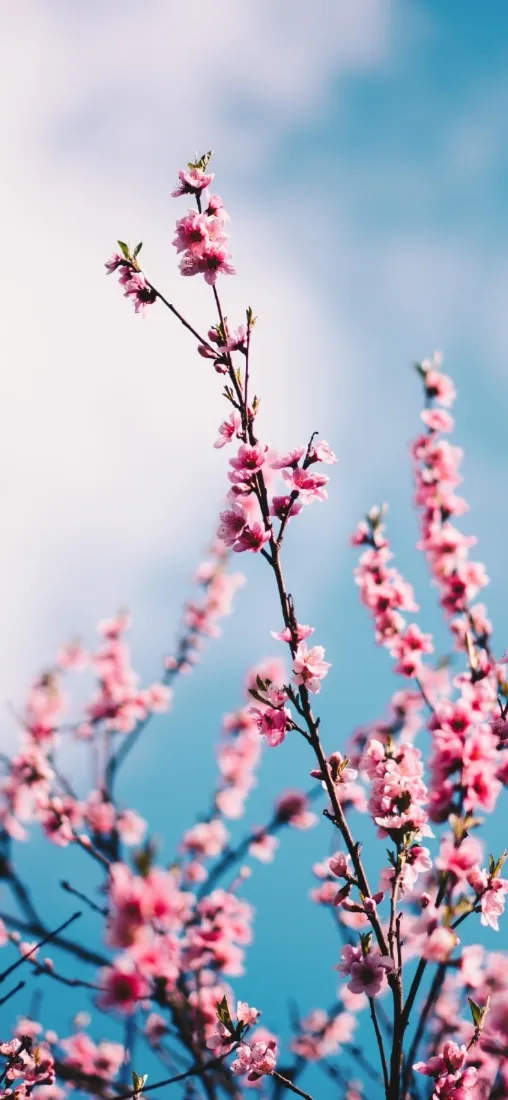 桃花手机壁纸｜蓝天背景图片 - 景深花花「哲风壁纸」