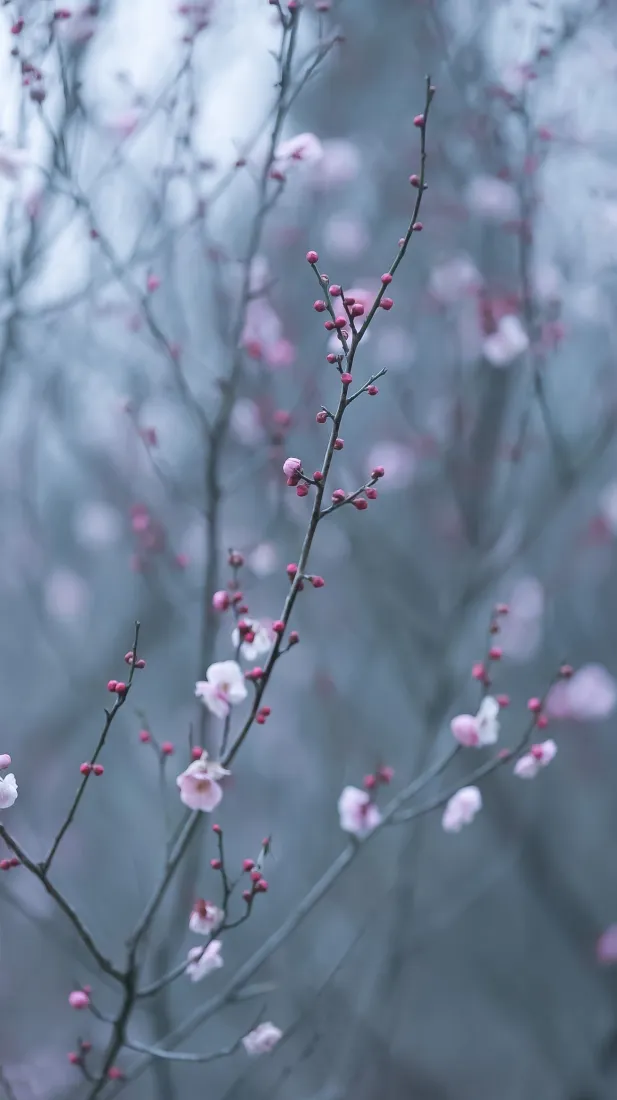 粉色花朵手机壁纸｜灰背景图片 - 景深花花自然风景「哲风壁纸」