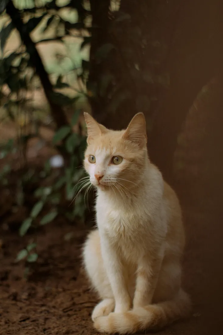猫手机壁纸｜自然背景图片 - 橘白猫户外泥土绿植「哲风壁纸」
