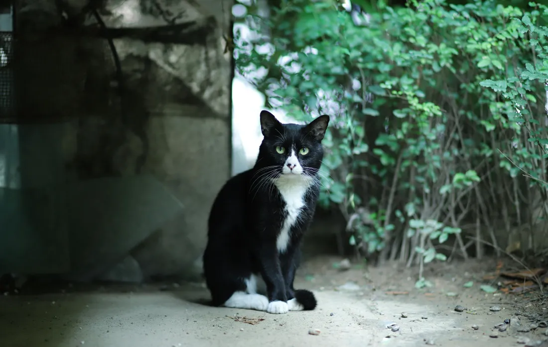 6k黑白猫壁纸｜绿植背景图片 - 户外猫咪「哲风壁纸」