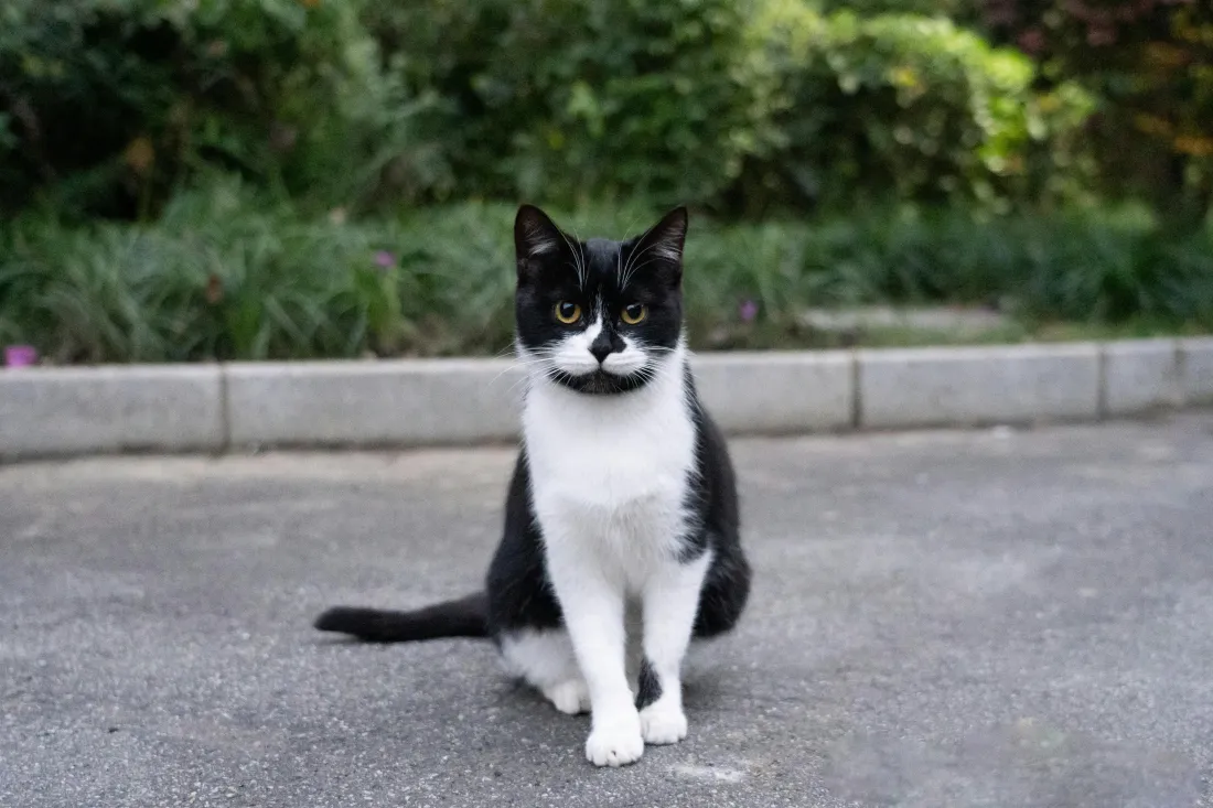 5k黑白猫壁纸｜户外背景图片 - 萌宠猫咪「哲风壁纸」
