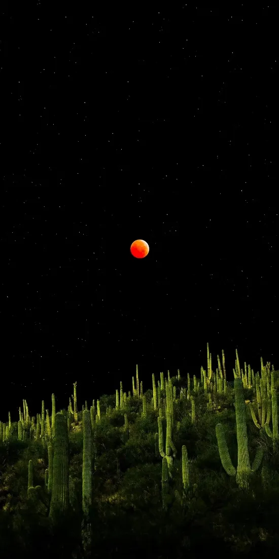 血月手机壁纸｜夜空背景图 - 仙人掌月夜「哲风壁纸」