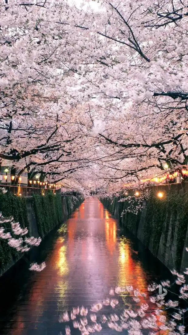 樱花手机壁纸｜自然背景图 - 河道樱花夜景「哲风壁纸」