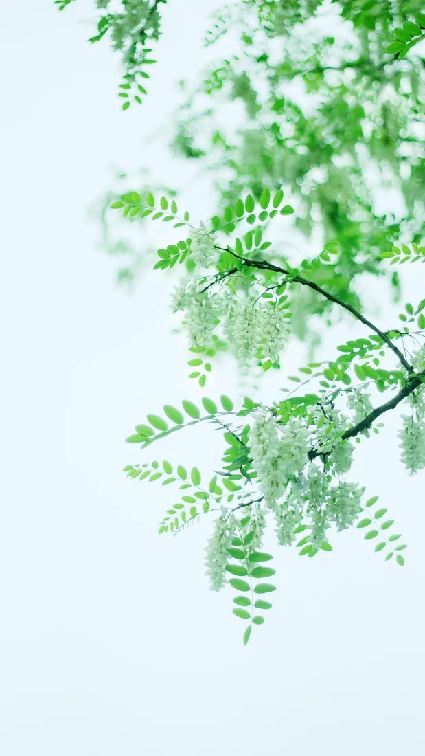 树叶手机壁纸｜绿色背景图 - 自然风景景深「哲风壁纸」