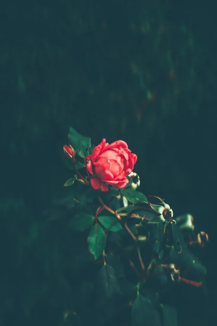 红花手机壁纸｜深色背景图片 - 景深花卉「哲风壁纸」