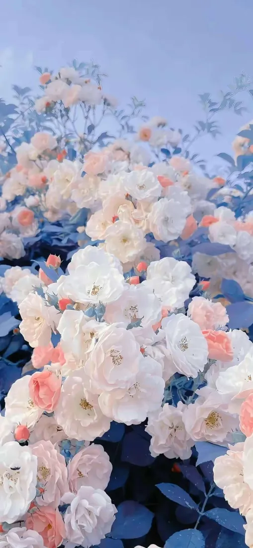 花花手机壁纸｜蓝色背景 - 粉白花卉景深Ios「哲风壁纸」