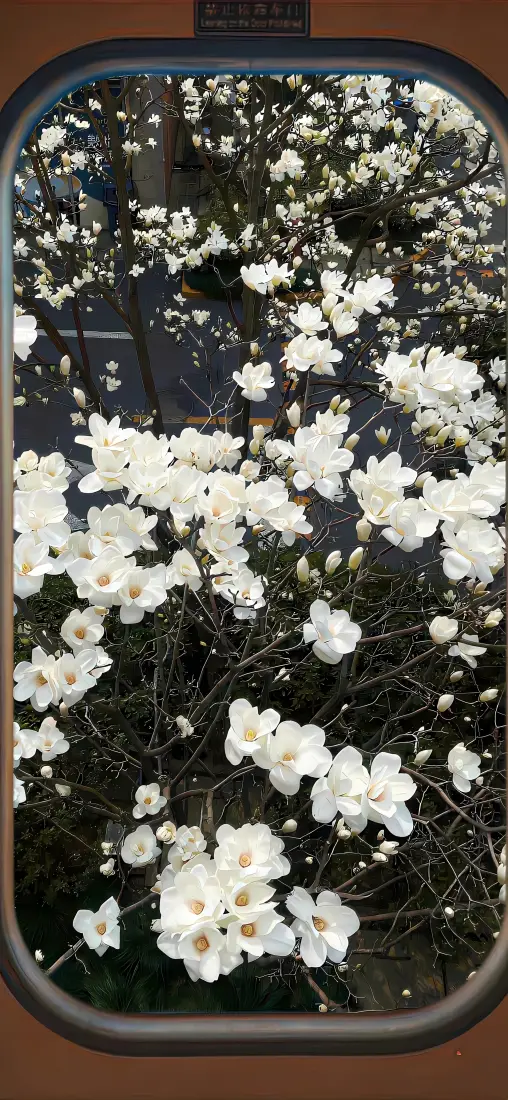 玉兰花手机壁纸｜车窗外的花背景图片 - 白色花朵「哲风壁纸」