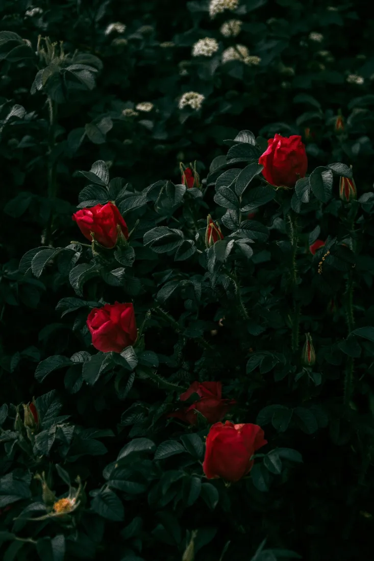 红玫瑰手机壁纸｜暗色背景图片 - 景深花卉「哲风壁纸」