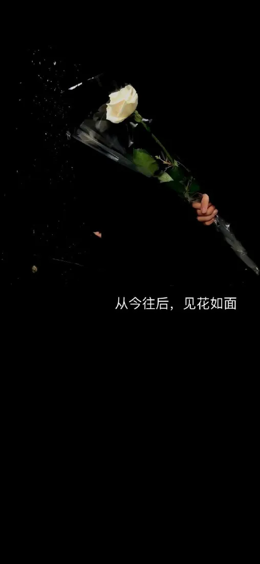 白色花朵手机壁纸｜黑色背景 - 景深花花Ios「哲风壁纸」