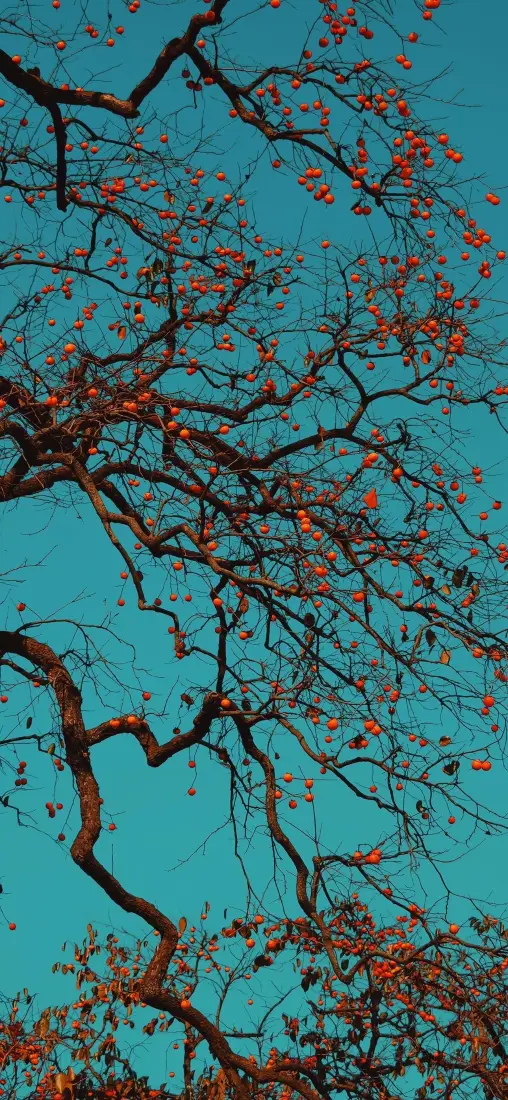 自然风景手机壁纸｜青蓝色背景 - 树枝花花景深「哲风壁纸」