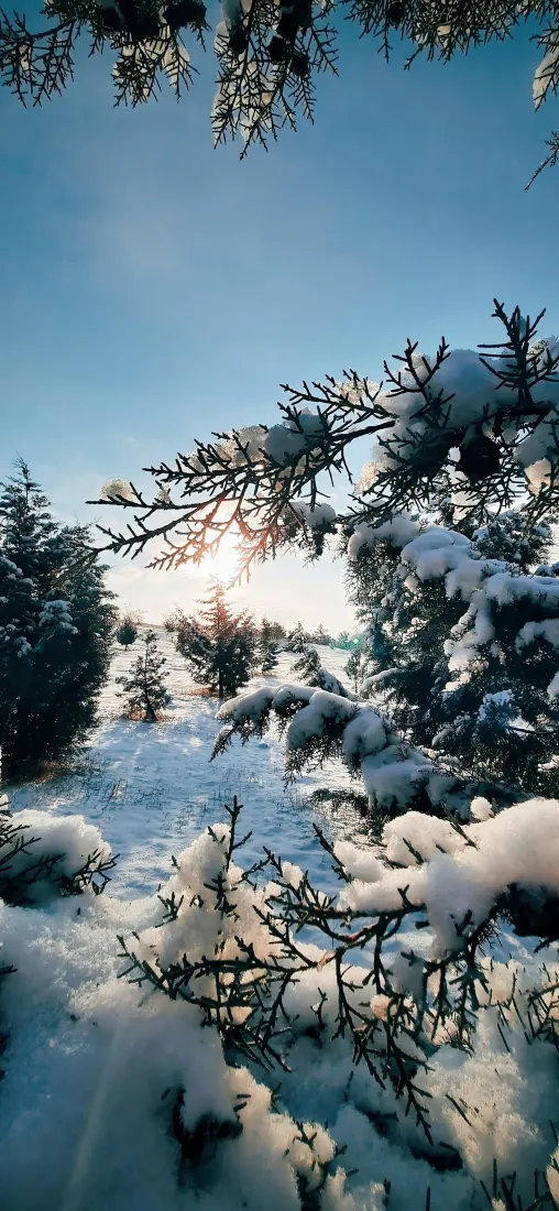 雪景手机壁纸｜冬季背景图片 - 蓝天松树积雪「哲风壁纸」