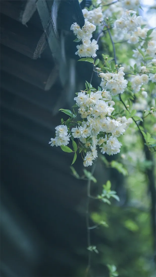 白色花朵手机壁纸｜自然背景图片 - 景深花花Ios「哲风壁纸」