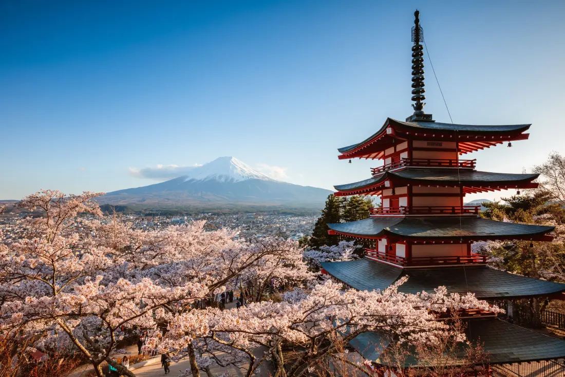 5k富士山樱花树壁纸｜五重塔背景图 - 山梨县富士吉田市「哲风壁纸」