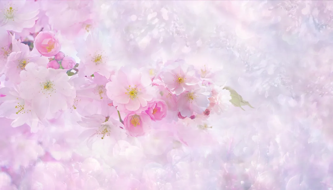 4k樱花壁纸｜粉色背景图片 - 梦幻春日花簇「哲风壁纸」
