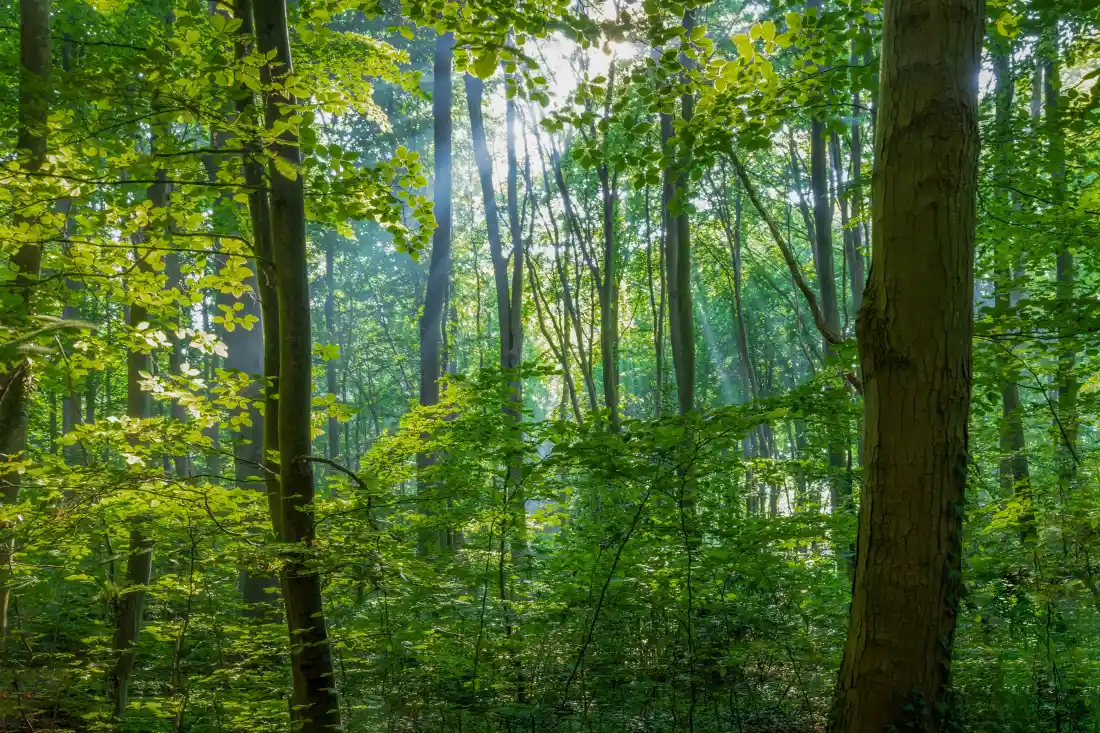 6k森林夏天壁纸｜自然风景背景图片 - 阳光树木绿叶「哲风壁纸」