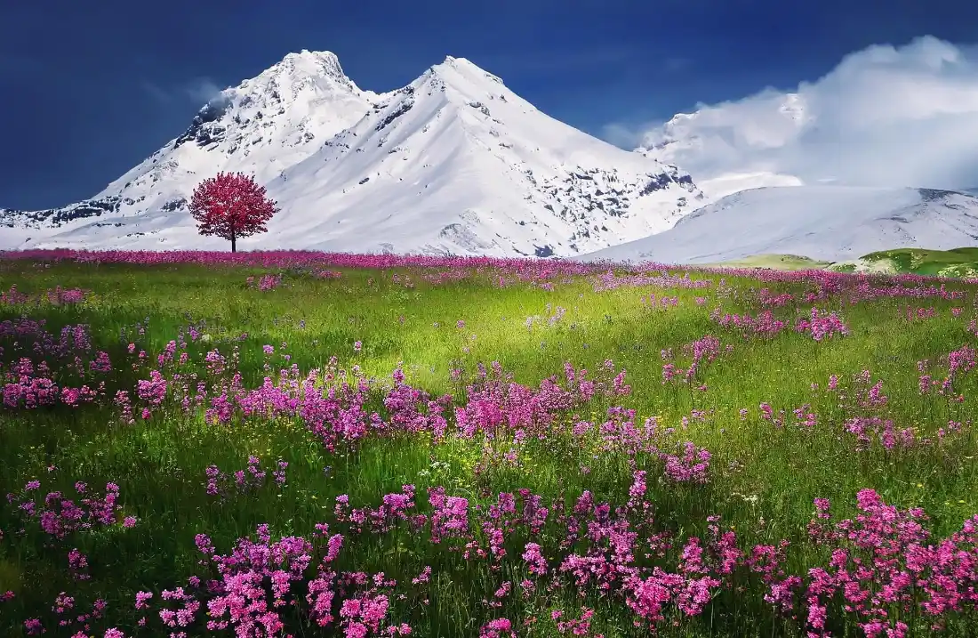 2k雪山花海壁纸｜自然风景图片 - 冬夏交融「哲风壁纸」