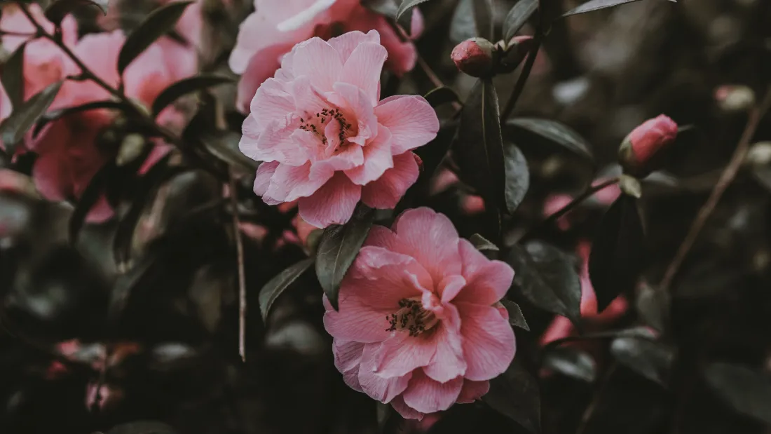 4k粉色山茶花壁纸｜暗调背景图片 - 清新写风「哲风壁纸」
