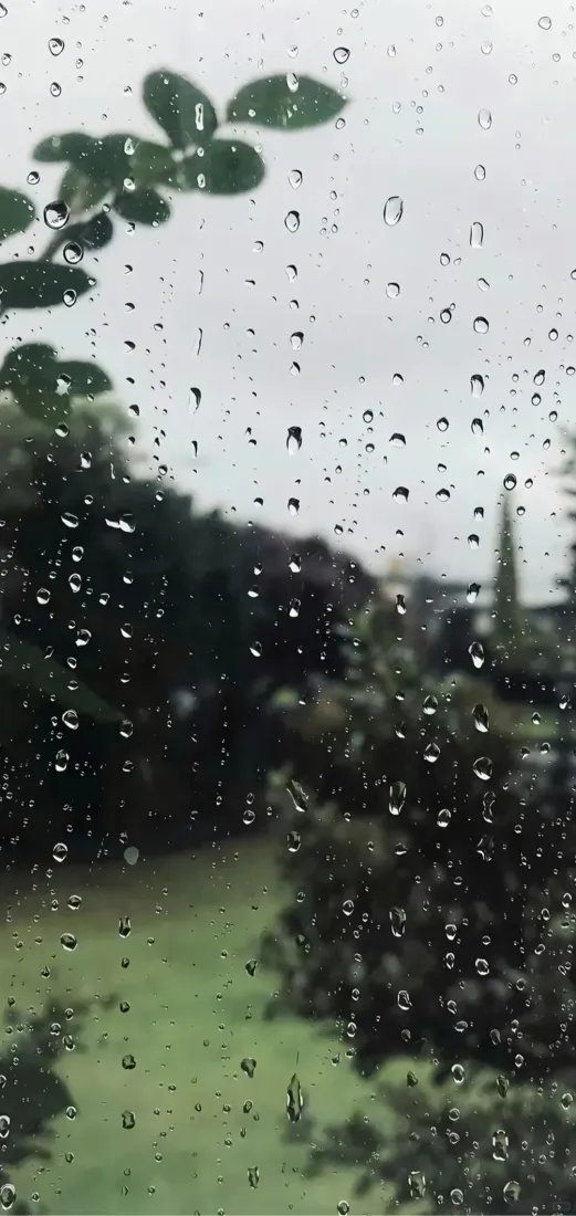 雨天树林手机壁纸｜窗外风景背景图片 - 清新治愈「哲风壁纸」
