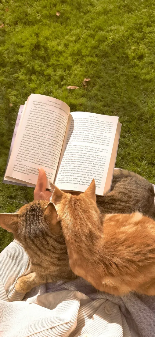 猫咪手机壁纸｜户外草地背景图片 - 萌宠惬意阅读日常「哲风壁纸」
