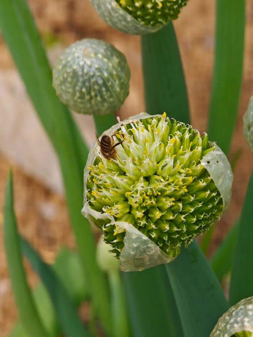 蜜蜂手机壁纸｜葱花背景图片 - 户外自然植物特写「哲风壁纸」