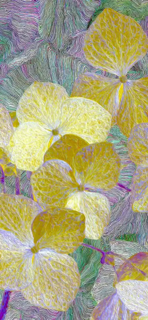 绣球花手机壁纸｜数字花卉背景图片 - 淡黄色花瓣「哲风壁纸」