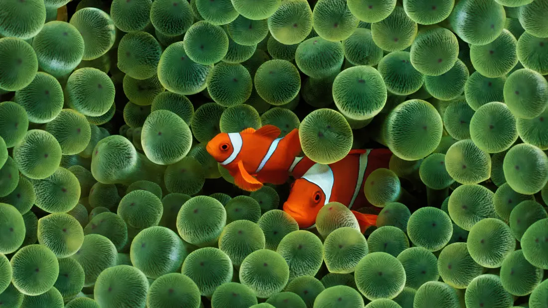 4k小丑鱼壁纸｜海葵背景图片 - 海洋生物「哲风壁纸」