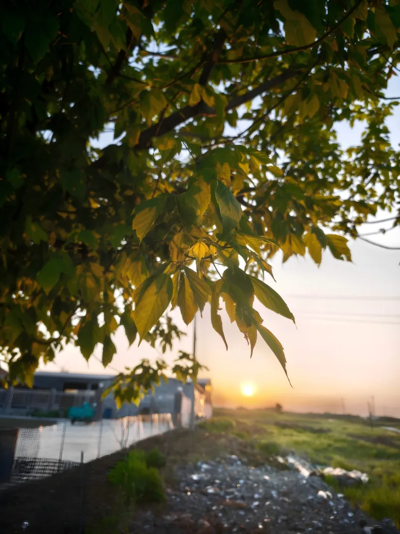 夕阳手机壁纸｜郊外背景图片 - 明媚树影「哲风壁纸」