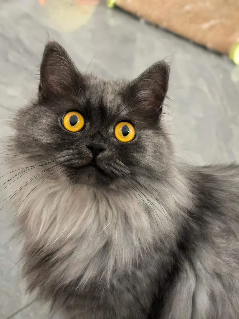 灰毛黄眼长毛猫手机壁纸｜浅灰布艺背景图片 - 呆萌可爱「哲风壁纸」