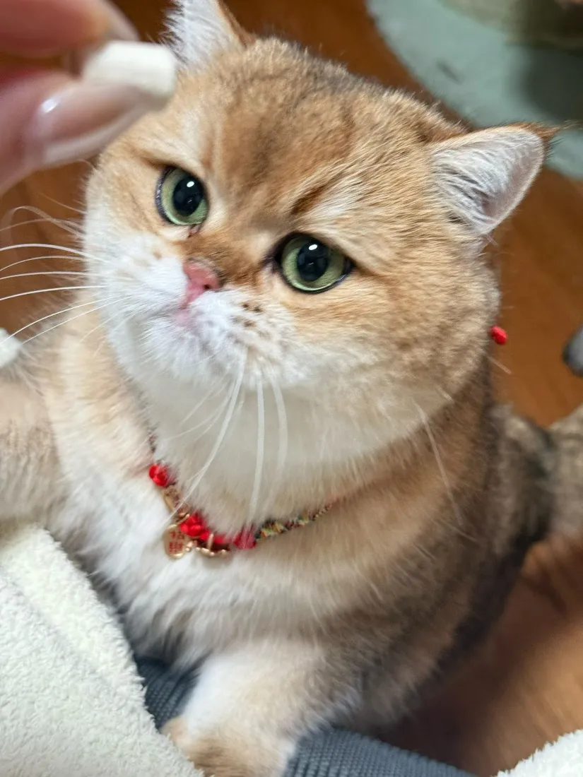 可爱金渐层猫咪手机壁纸｜软萌家养宠物背景图片 - 治愈温馨「哲风壁纸」