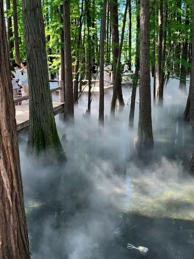 水上森林手机壁纸｜水雾缭绕背景图片 - 清新自然林间风光「哲风壁纸」