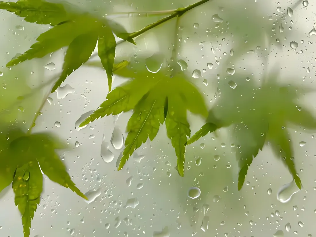 2k清新绿叶壁纸｜透明玻璃背景图片 - 雨后水滴自然风景「哲风壁纸」