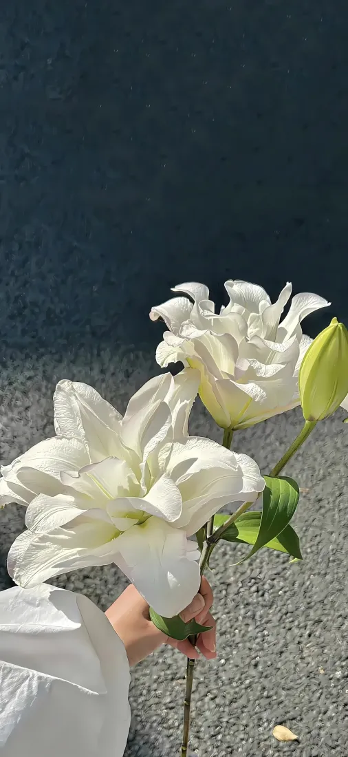 白色百合花束手机壁纸｜简约户外背景图片 - 清新淡雅治愈「哲风壁纸」