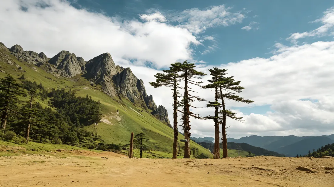 3k高山草原壁纸｜松树林蓝天背景图片 - 自然旷野风光「哲风壁纸」