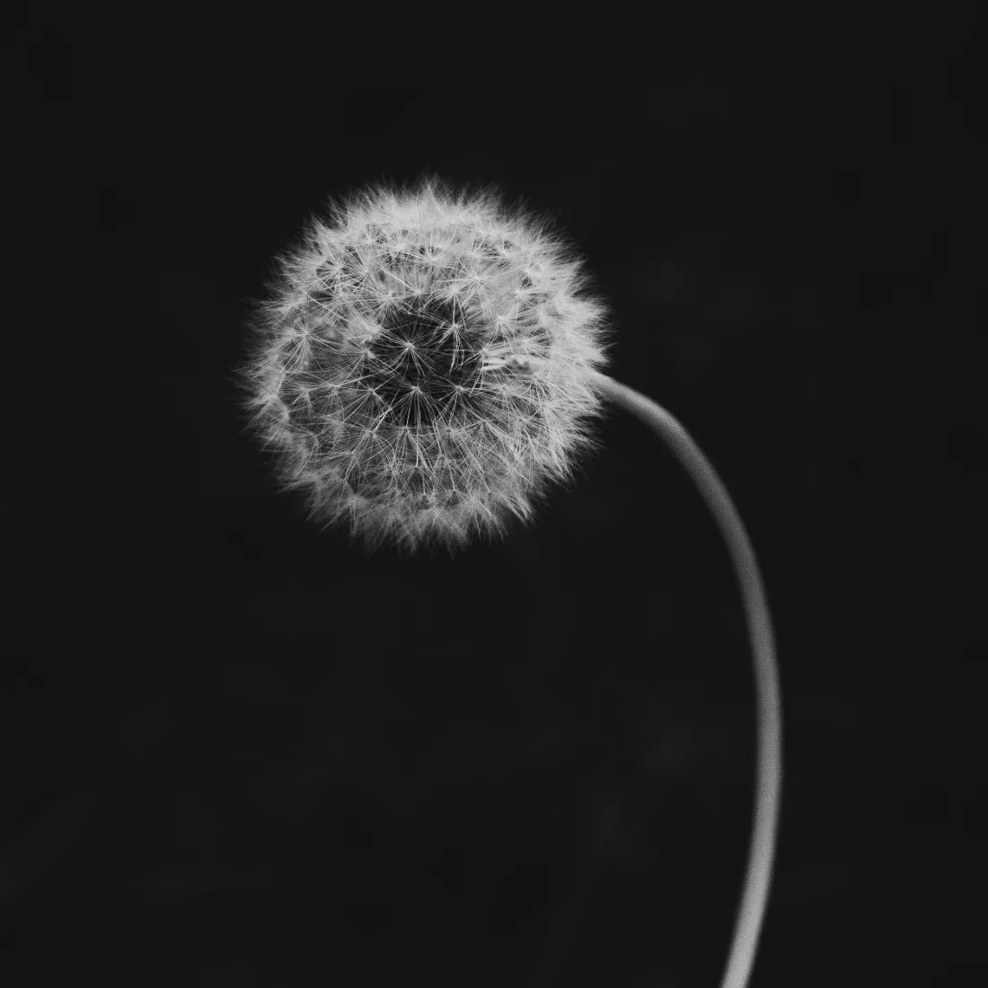 蒲公英手机壁纸｜纯黑背景图片 - 清新自然植物特写「哲风壁纸」