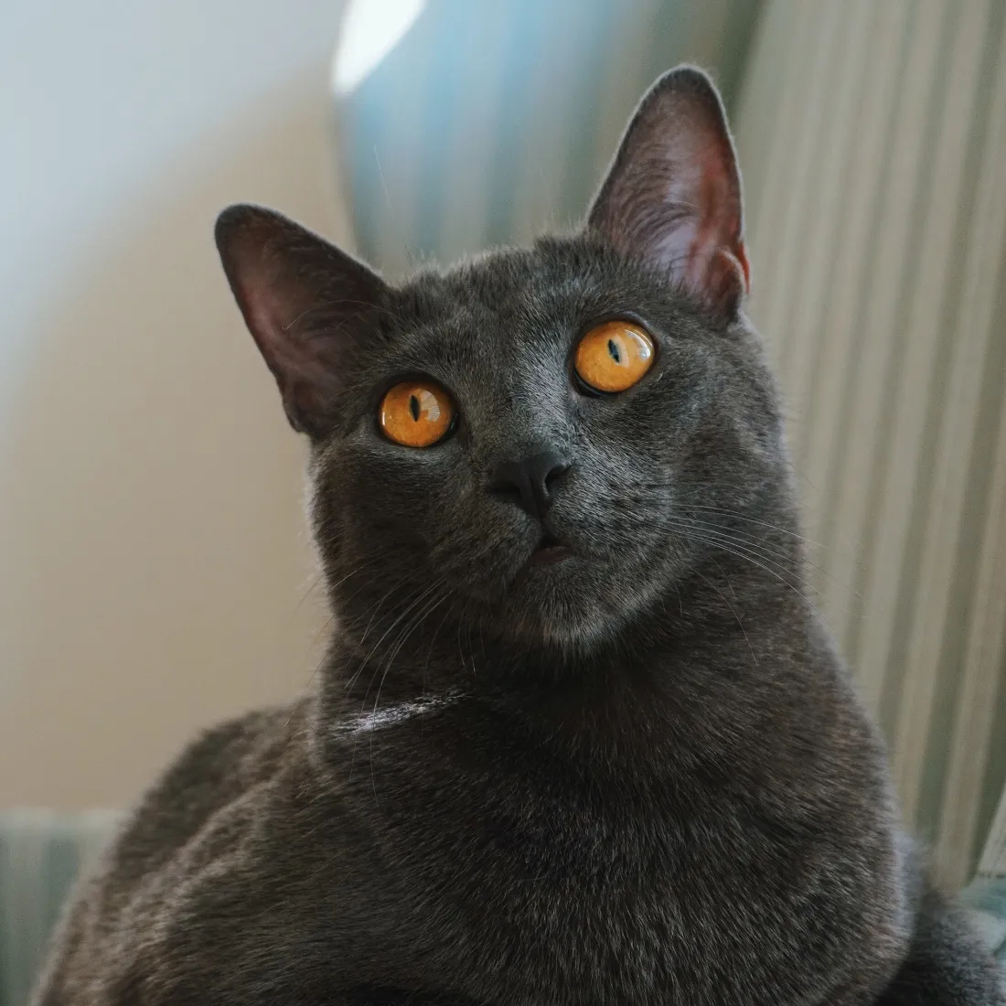 深灰色短毛猫手机壁纸｜室内软萌治愈背景图片 - 橙黄瞳孔可爱宠物「哲风壁纸」