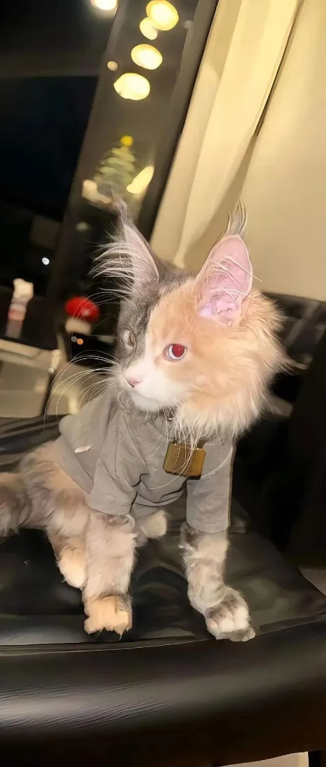 软萌猫咪手机壁纸｜暖光室内背景图片 - 简约治愈萌宠「哲风壁纸」
