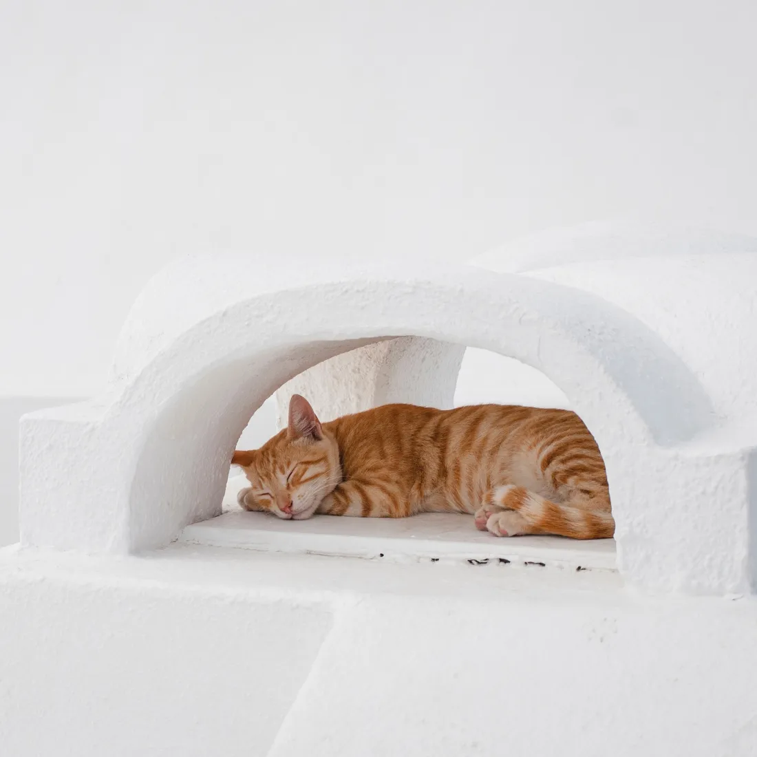 橘猫手机壁纸｜冰屋雪地背景图片 - 安睡治愈萌宠「哲风壁纸」