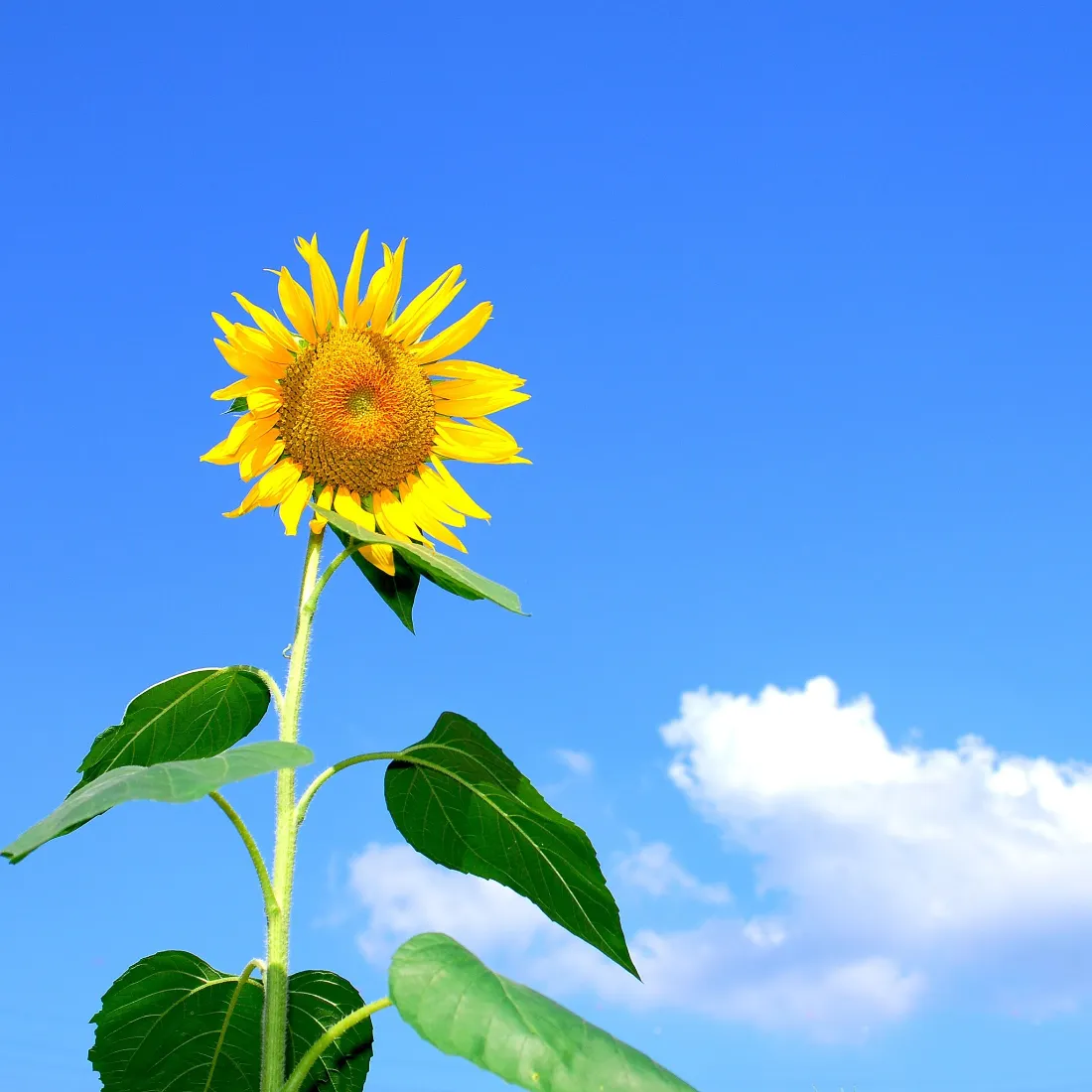 向日葵手机壁纸｜晴朗蓝天背景图片 - 清新治愈自然植物花卉「哲风壁纸」