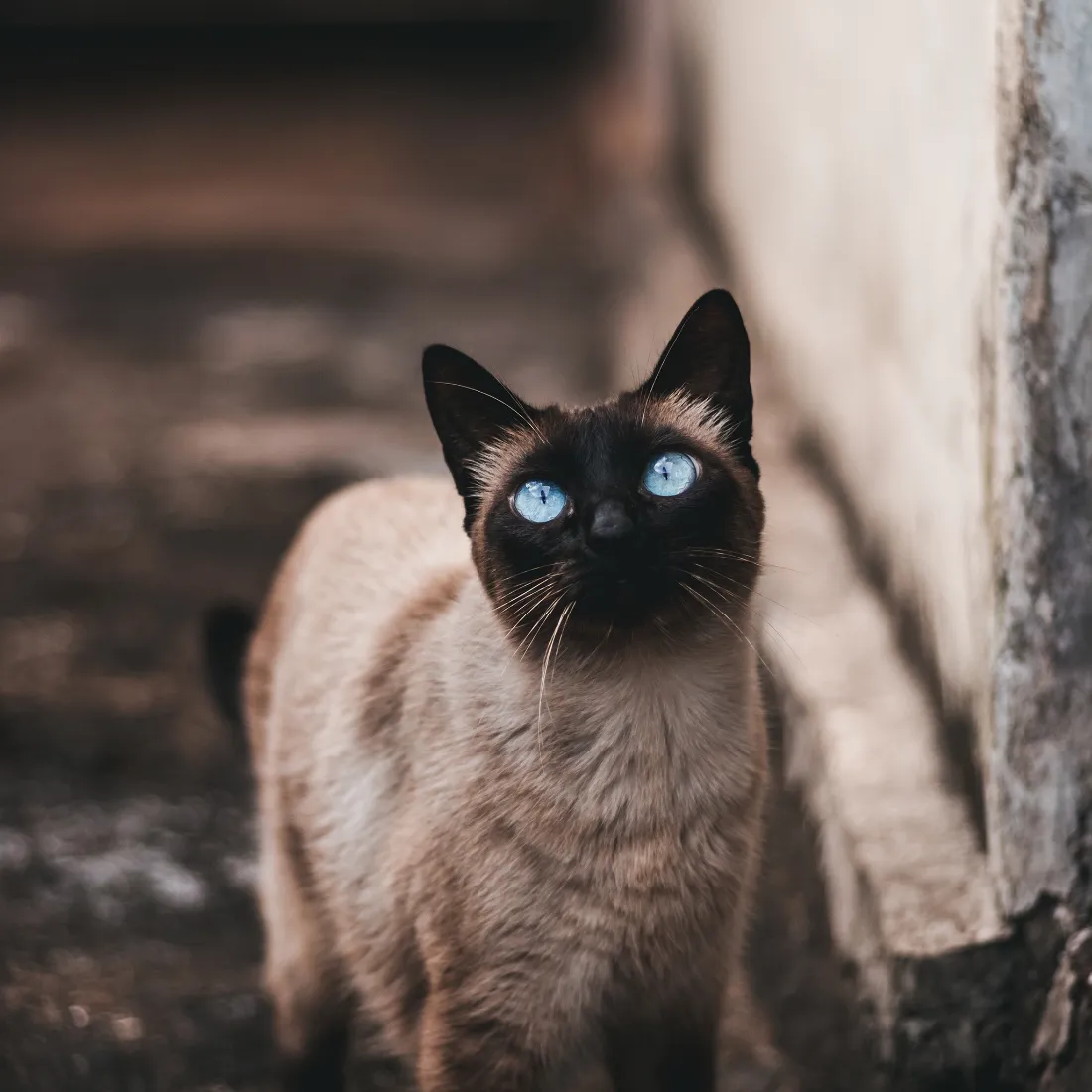 暹罗猫手机壁纸｜治愈萌宠背景图片 - 蓝眼睛小猫咪「哲风壁纸」