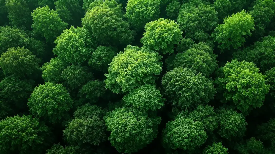 3k绿色森林壁纸｜茂密树冠航拍背景图片 - 清新自然风景「哲风壁纸」