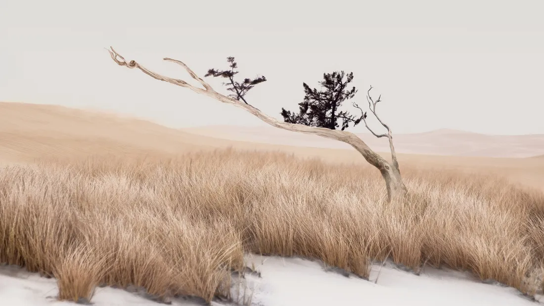 4k旷野孤树壁纸｜冬日枯草背景图片 - 简约雪景「哲风壁纸」