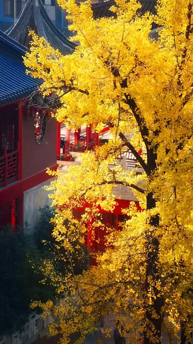 古寺银杏手机壁纸｜秋日庭院背景图片 - 田园风光「哲风壁纸」