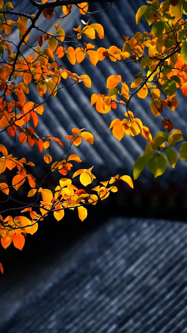 秋日黄叶手机壁纸｜灰瓦屋檐背景图片 - 治愈秋景「哲风壁纸」