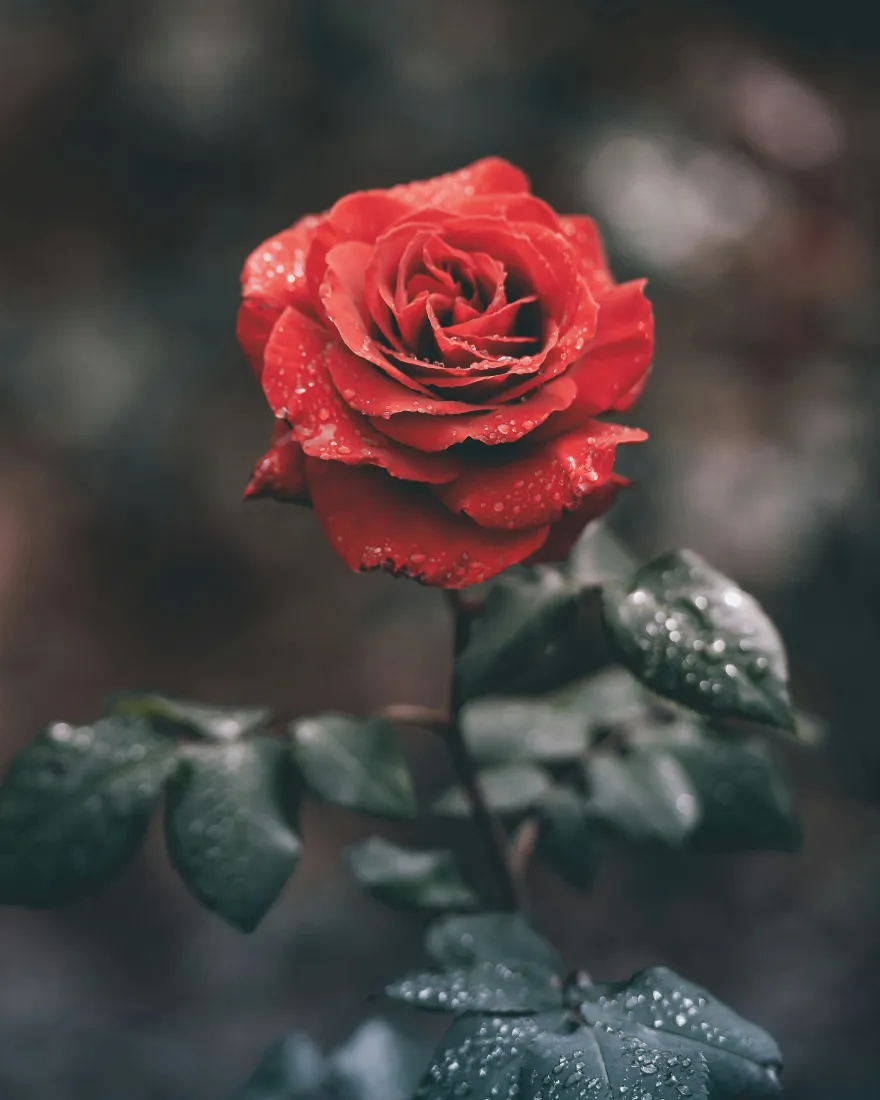 红玫瑰手机壁纸｜带露花卉背景图片 - 暗调氛围感特写「哲风壁纸」