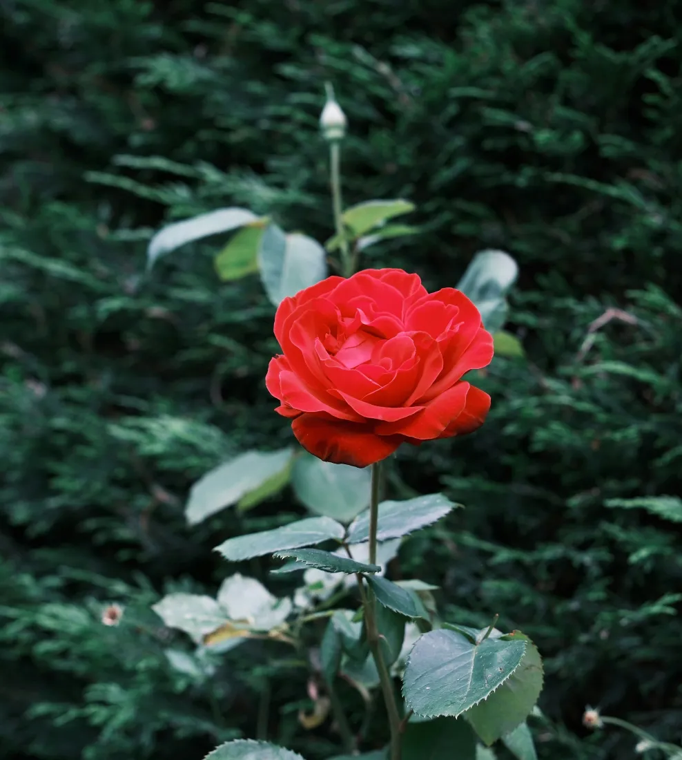 鲜红玫瑰手机壁纸｜深绿植物背景图片 - 盛放花卉特写「哲风壁纸」