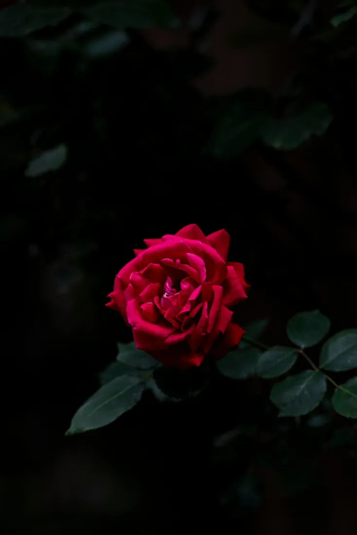 红玫瑰手机壁纸｜深色暗调背景图片 - 花卉植物高清特写「哲风壁纸」