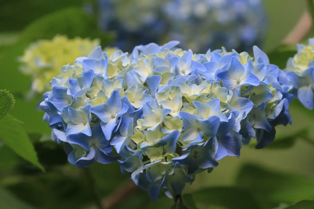 4k绣球花壁纸｜清新蓝色花卉背景图片 - 自然绿植「哲风壁纸」
