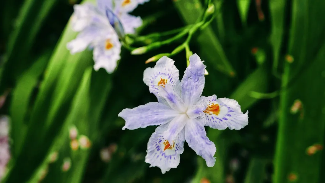 2k兰花壁纸｜绿色植物背景图片 - 清新淡雅花卉「哲风壁纸」