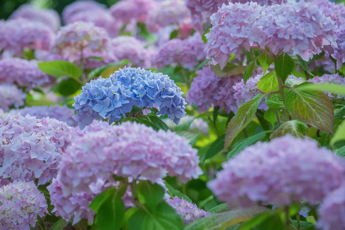 2k绣球花壁纸｜多彩花簇背景图片 - 清新治愈养眼「哲风壁纸」