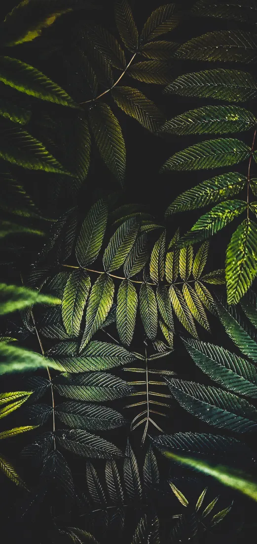 《羽毛》手机壁纸-树枝图片-棕榈树图片-evergree精选「哲风壁纸」